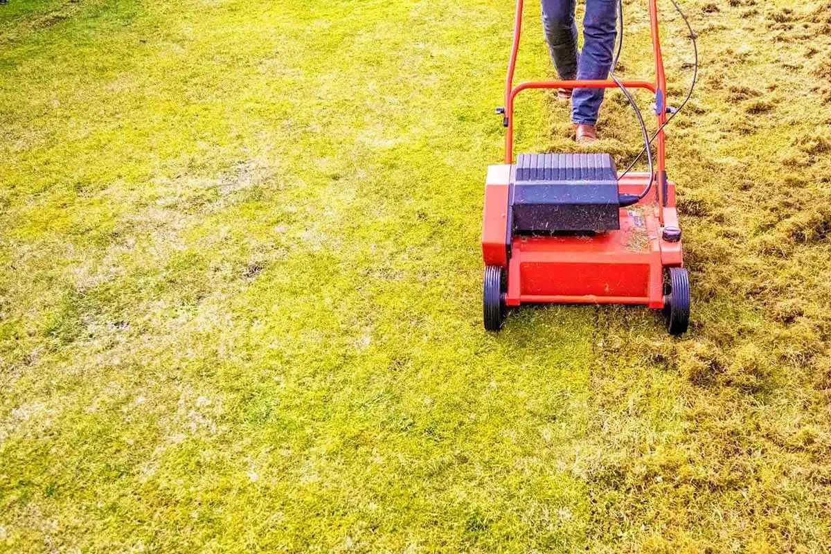 yard and lawn maintenance